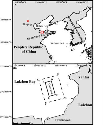 Estimating ecological carrying capacity for stock enhancement in marine ranching ecosystems of Northern China